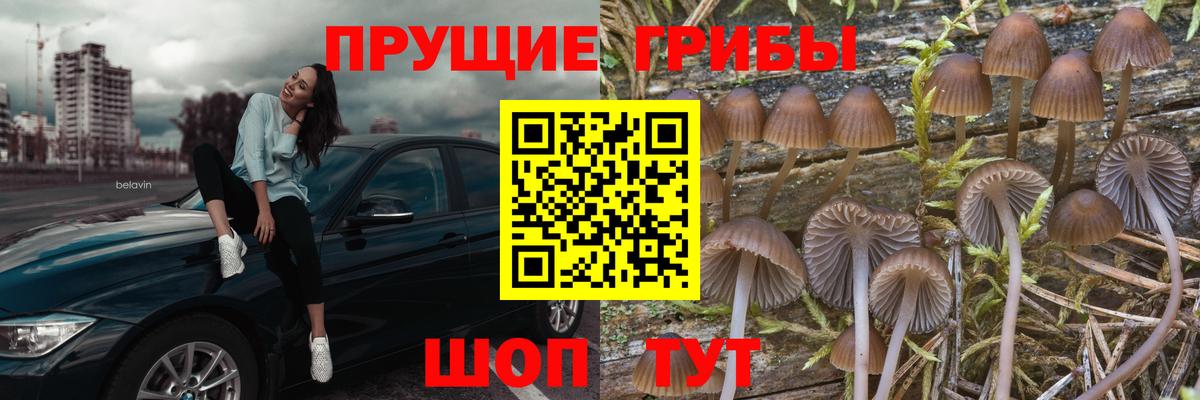 Псилоцибиновые грибы мицелий Саратов